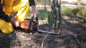 How Our Tree Care Process Works  in  Clewiston, FL